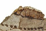 Hadrosaur (Edmontosaurus) Jaw Section with Teeth - Montana #353326-2